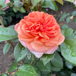 Саджанці троянди Чіпендейл