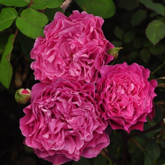 Саджанець троянди Вентіло