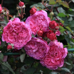 Саджанець троянди Вентіло