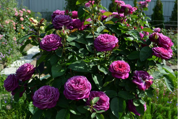 Саженцы розы Хайді Клум Роуз