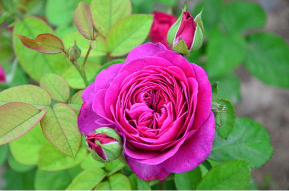 Саженцы розы Хайді Клум Роуз