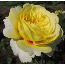 Саженцы розы Зе Сан енд зе Харт