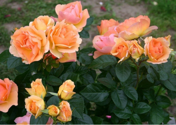 Саженцы розы Ганзештадт Росток