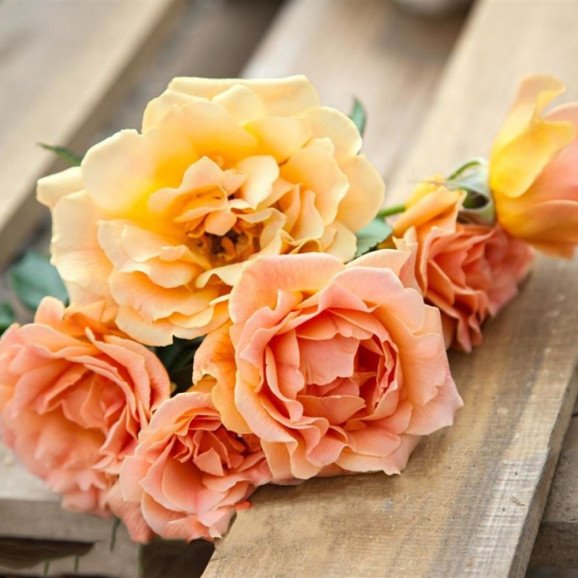 Саджанець троянди Ганзештадт Росток