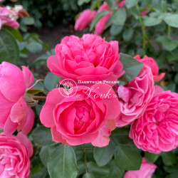 Саджанці троянди Леонардо Да Вінчі