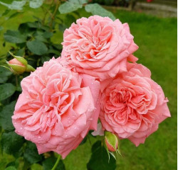 Саджанці троянди Шакенборг