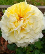 Саджанець троянди Зе Сан енд зе Харт