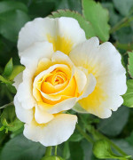 Саджанець троянди Зе Сан енд зе Харт