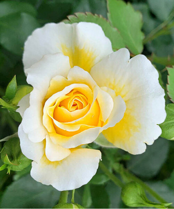 Саджанець троянди Зе Сан енд зе Харт