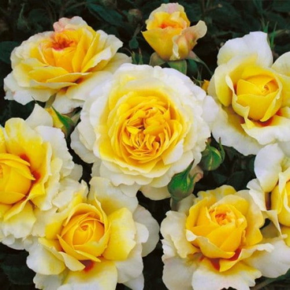 Саджанець троянди Зе Сан енд зе Харт