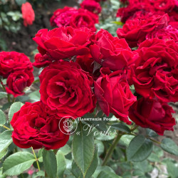 Саджанці троянди Торнадо