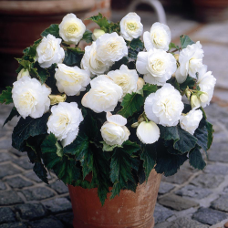 Бульби бегонії Double White