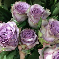 Саджанці троянди Дольчетто