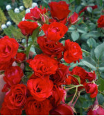 Саджанці троянди Ред Каскад