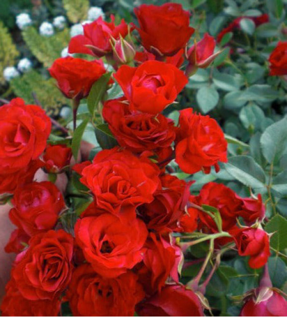 Саджанці троянди Ред Каскад