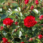 Саджанці троянди Ред Каскад