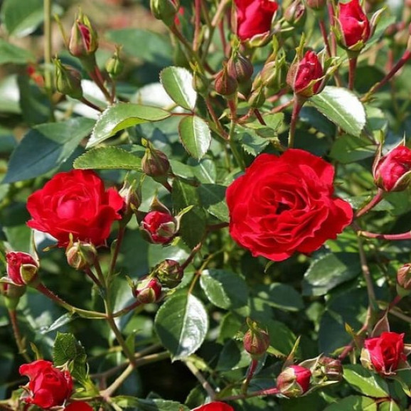 Саджанці троянди Ред Каскад