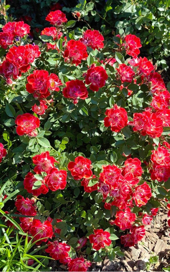 Саженцы розы Ред Каскад
