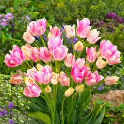 Цибулини тюльпану Dream Club