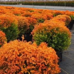 Саджанці туї Fire Chief (Фаєр Чіф)