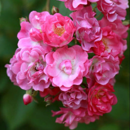 Саженцы розы Белінда