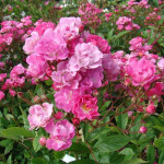 Саджанці троянди Белінда