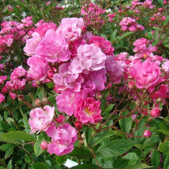 Саджанці троянди Белінда