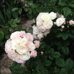 Саженцы розы Букет Парфе