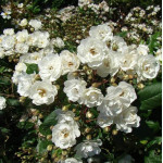 Саджанці троянди Ватерлоо