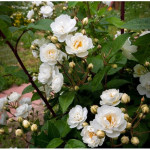 Саджанці троянди Ватерлоо