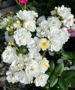 Саженцы розы Ватерлоо