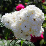 Саджанці троянди Ватерлоо