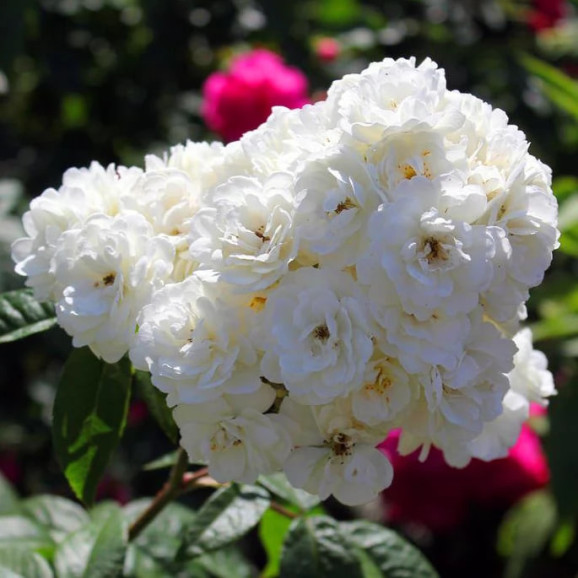 Саджанці троянди Ватерлоо