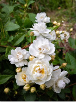 Саженцы розы Ватерлоо