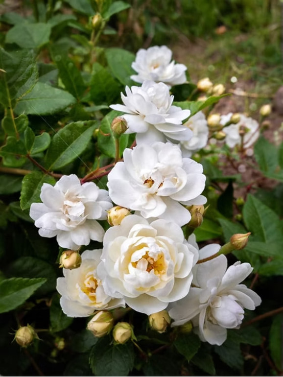 Саженцы розы Ватерлоо