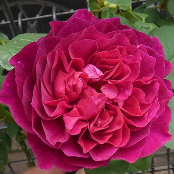 Саджанці троянди Вагулета