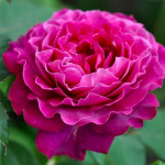 Саджанці троянди Вагулета