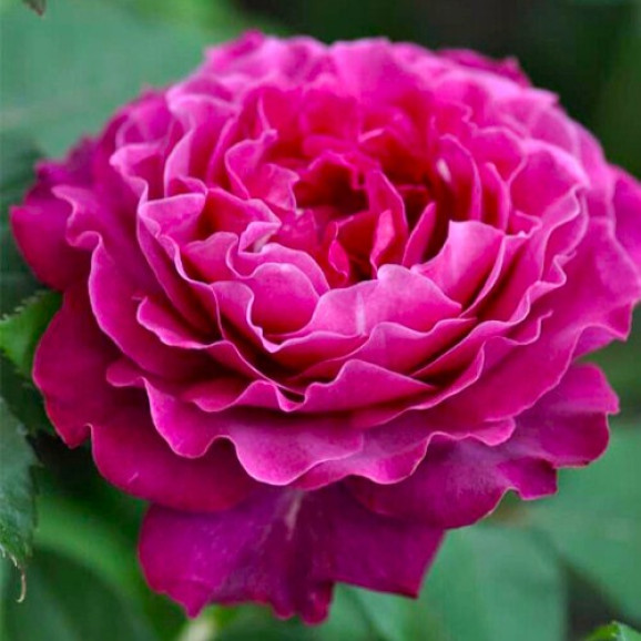 Саджанці троянди Вагулета