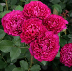 Саджанці троянди Вагулета