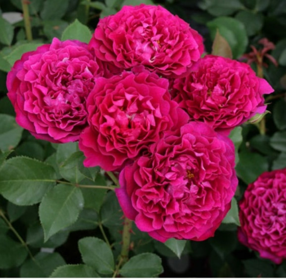 Саджанці троянди Вагулета