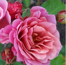 Саженцы розы Аой