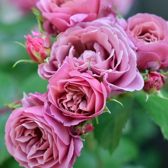 Саджанці троянди Аой