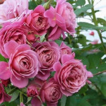 Саджанці троянди Аой