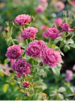 Саджанці троянди Аой