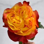 Саджанець троянди Сансет