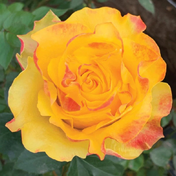 Саджанець троянди Сансет