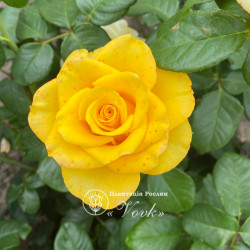 Саженцы розы Керио