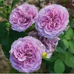 Саджанці троянди Лавандер Айс