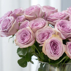 Саженцы розы Луллаби