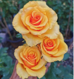 Саджанці троянди Прайд оф Чешир